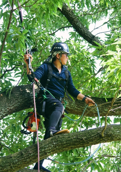 ツリークライミング（樹上作業） 